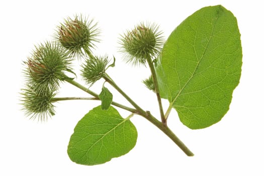 Flowering burdock (Arctium lappa) isolated against white background