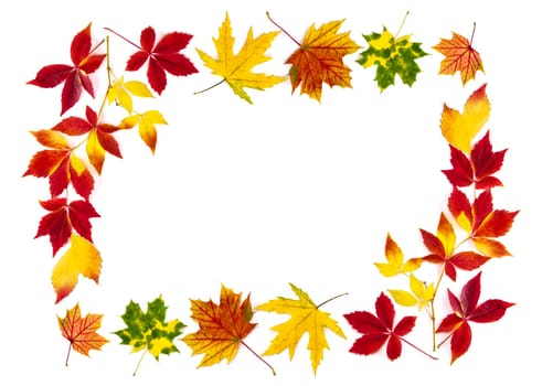 Studio shot of colorful autumn leaves as a frame with white space