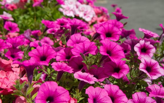 bell flower