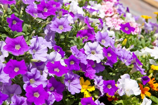 bell flower