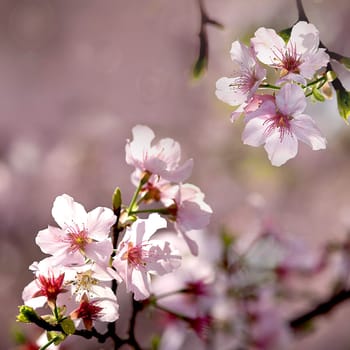 Pink sakura flower for adv or other purpose use