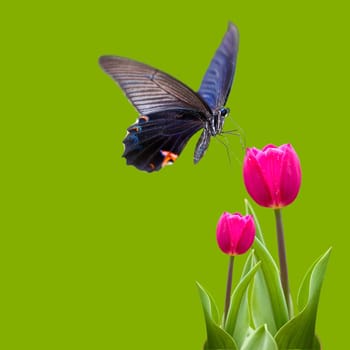 Butterfly on nice flower for adv or other purpose use