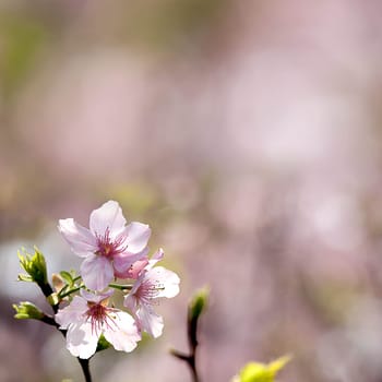 Pink sakura flower for adv or other purpose use