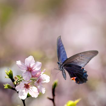 Butterfly on nice flower for adv or other purpose use