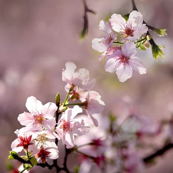 Pink sakura flower for adv or other purpose use