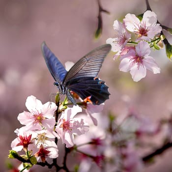 Butterfly on nice flower for adv or other purpose use