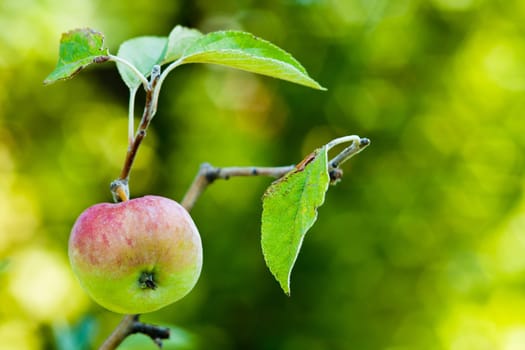 Apple on tree,unripe fruit on a branch against blurred background