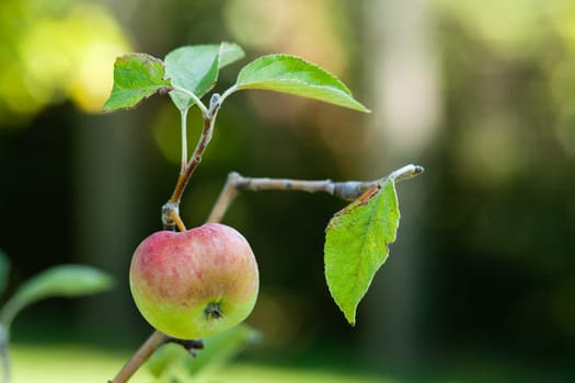 Apple on tree,unripe fruit on a branch against blurred background