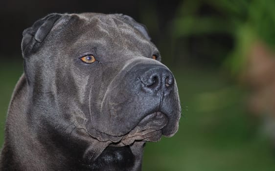 Our Tai