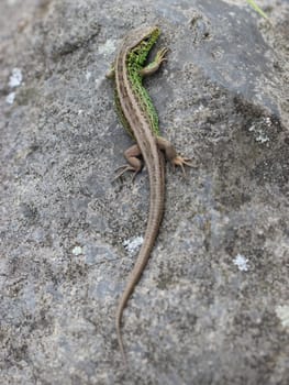 Sand lizard on stone