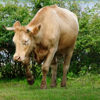 Jersey cattle