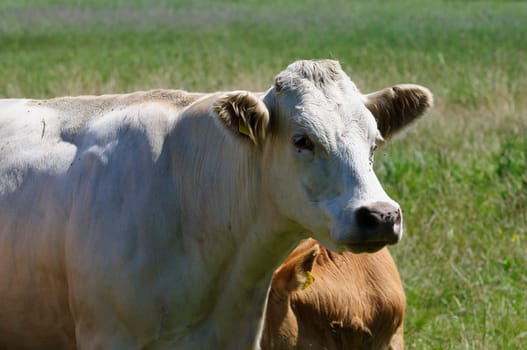 Jersey cattle