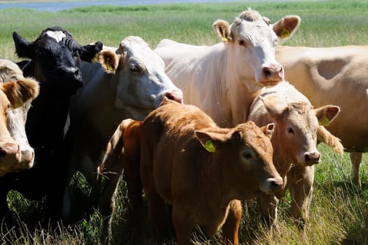 Jersey cattle