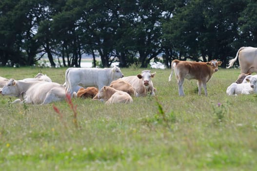 Jersey cattle