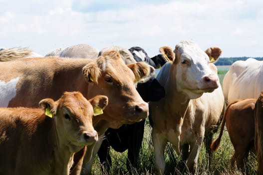 Jersey cattle