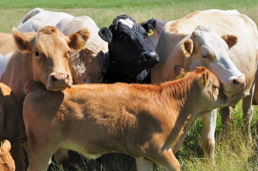 Jersey cattle
