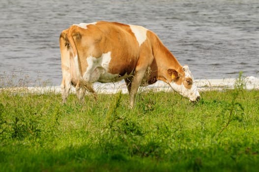 Jersey cattle