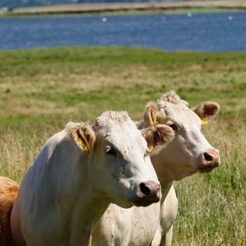 Jersey cattle