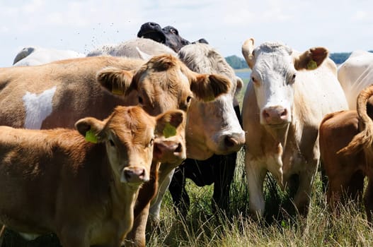 Jersey cattle