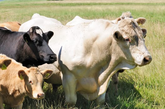 Jersey cattle