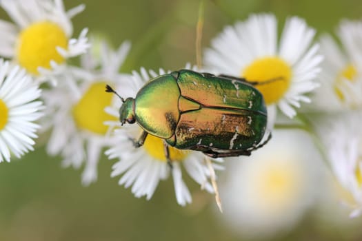 Rose beetles in bloom