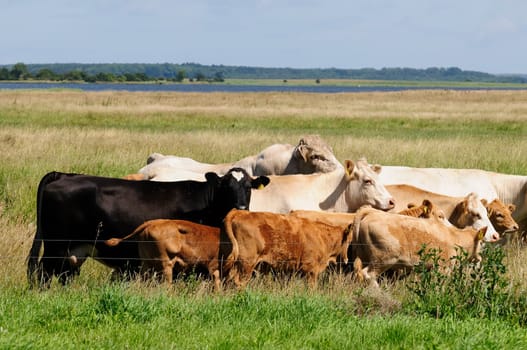 Jersey cattle