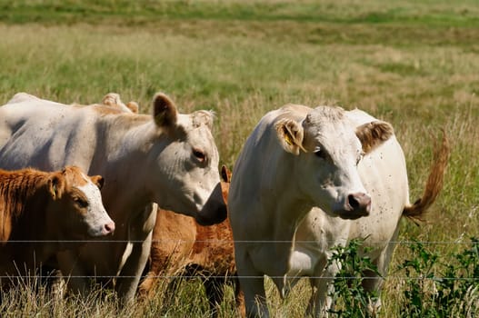 Jersey cattle