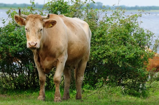 Jersey cattle