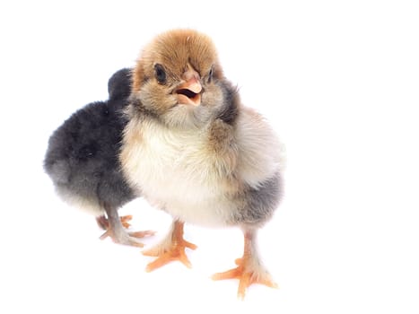 Live chickens
