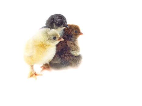 Live chickens