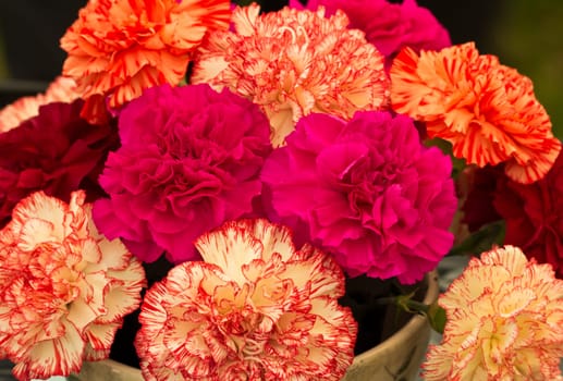 A display of mixed Carnations