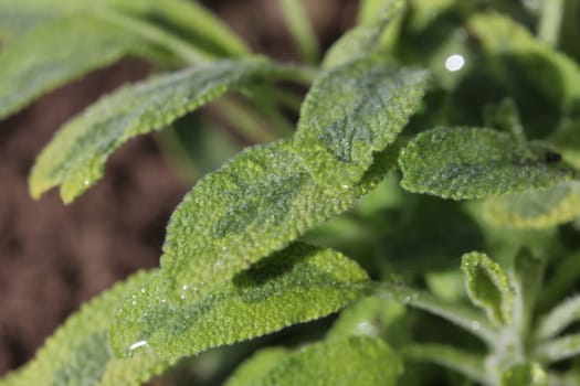sage plant