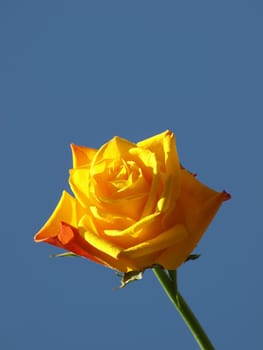 rose without hip without rosehip