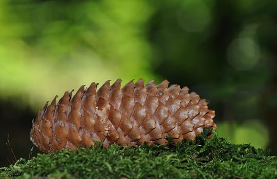 Fir cone