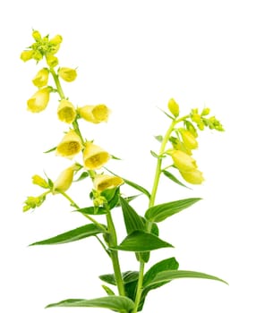 Flowering foxglove, digitalis lutea, with colourful spikes of tubular yellow flowers