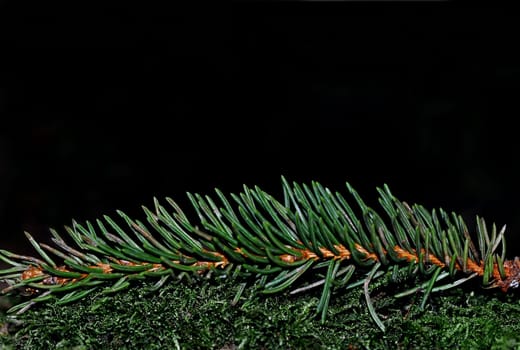 Fir needles