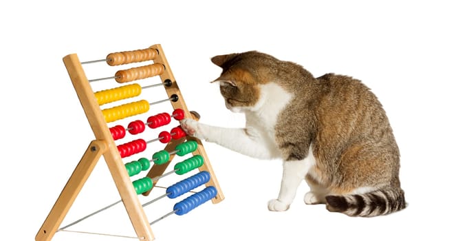 Conceptual image of a clever cat mathematician sitting playing with a large colourful abacus moving it around with its paw as it performs calculations