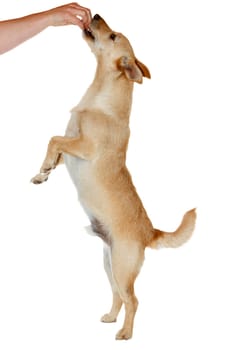 Cute dog standing on two legs to catch his food - isolated on white