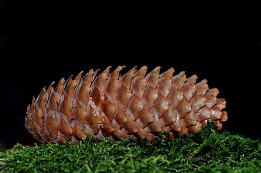 Fir cone