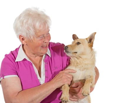 An elderly grey-haired woman smiles lovingly at her jack russel terrier as she holds him in her arms, studio portrait isolated on white