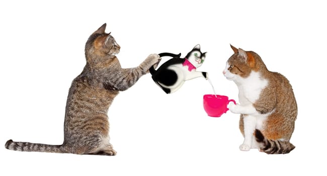 Portrait of two cats facing each other, one raised on its hind legs carfully pouring from a ceramic cat charicture teapot into a pink cup held by the second, as they enjoy their teatime