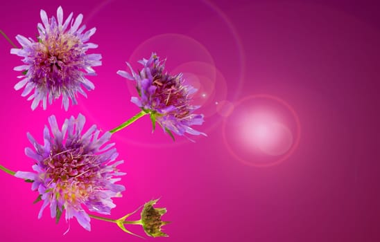 Lilac coloured Pincushion flower or scabiosa columbaria which attracts inects in the garden with its rich nectar