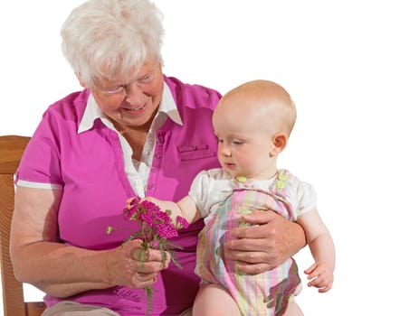 Curious small baby sitting contentedly on its grandmother's lap touching a small bunch of purple flowers that she is holding