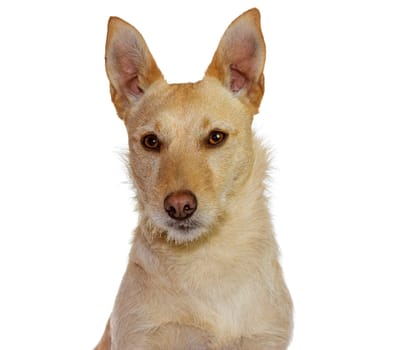 Studio shot of cute yellow dog isolated on white