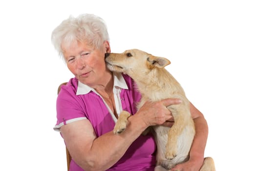 Little jack russel terrier dog displays his love by licking his elderly female owner on the neck, studio portrait on white