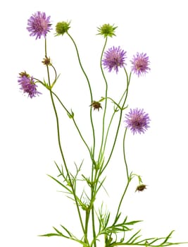 The plant of the Pincushion flower, or scabiosa columbaria, known for its rich nectar which attracts insects, isolated on white