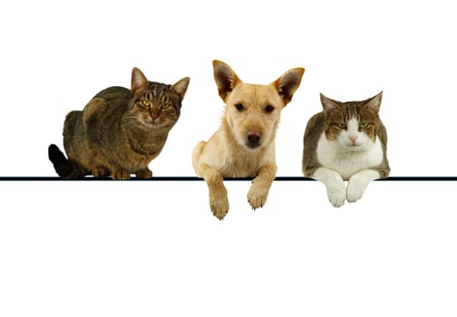 Dog flanked by two cats lying on top of a blank banner for your text with their paws dangling and alert expressions as they face the camera