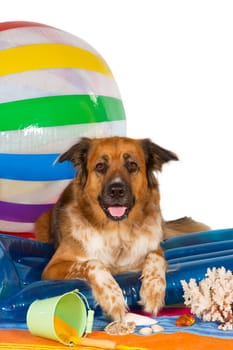Conceptual studio image of a happy dog at the seaside lying on a blue plastic lilo with a bucket and large colourful striped beachball