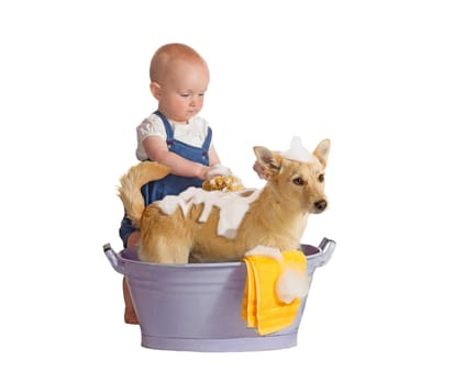 Cute baby washing yellow dog, jack russel terrier - isolated on white