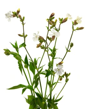 White campion flower, or Silene latifolia, which is an evening-opening flower with a distinctive inflated calyx also sometimes called catchfly